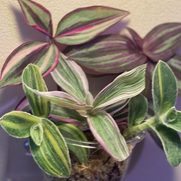 Rare tradescantia -pink dragon, variegated sillamontana, Evanesce, quadricolor - Picture 7 of 8